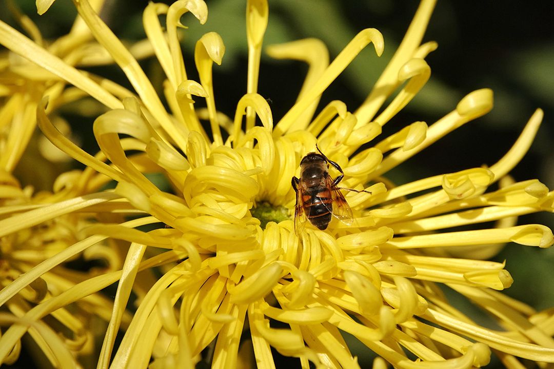 7.食用菊花分外香  杨建国